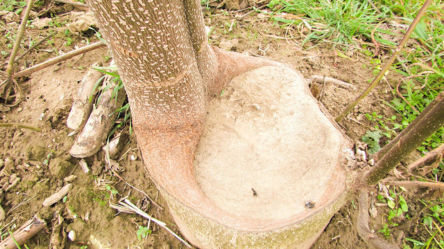 Павловния: невероятное дерево, которое способно восстанавливаться после вырубки