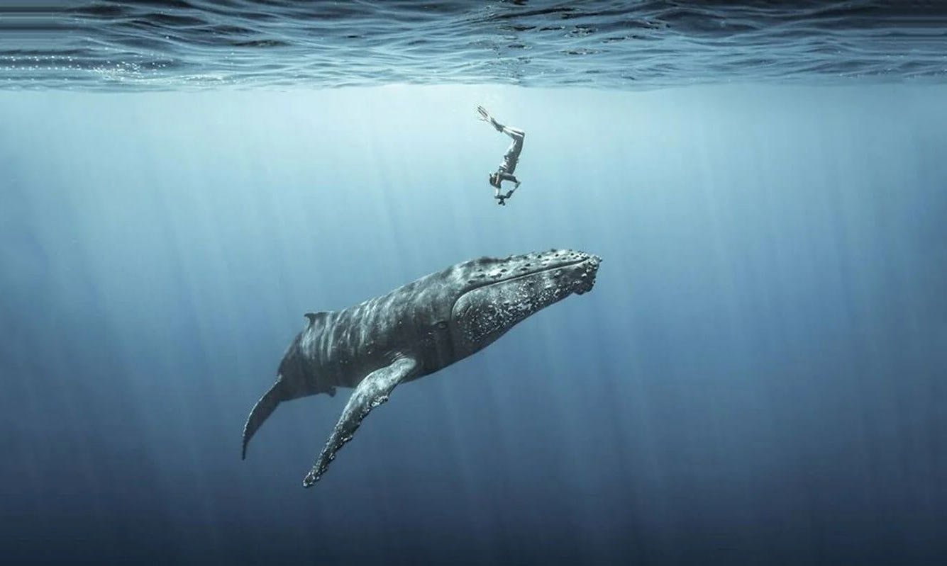 Горбатый кита, остров Реюньон