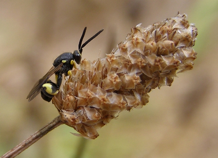 Chalcidoidea