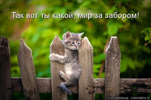 Лучшая котоматрица недели