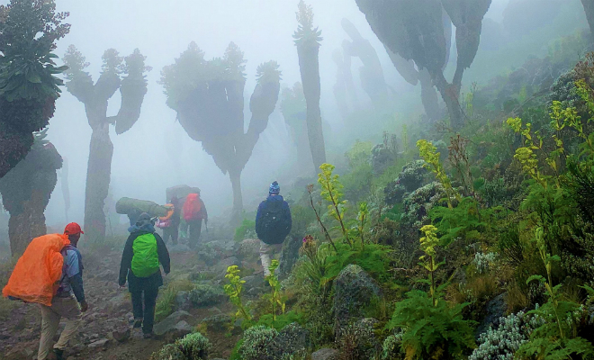 На склоне Килиманджаро нашли доисторический лес из растений, которые росли на Земле миллион лет назад Килиманджаро, начинается, миллион, метров, гигантских, более, доисторический, монументальность, подчеркивает, густой, такой, Всего, поэтому, отдельности, меньше, здесь, Осадков, высоте, крестовника, стоящих