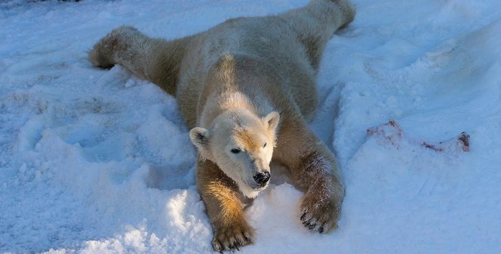 Белым медведям в зоопарк завезли 26 тонн снега. Реакция медведей бесподобна