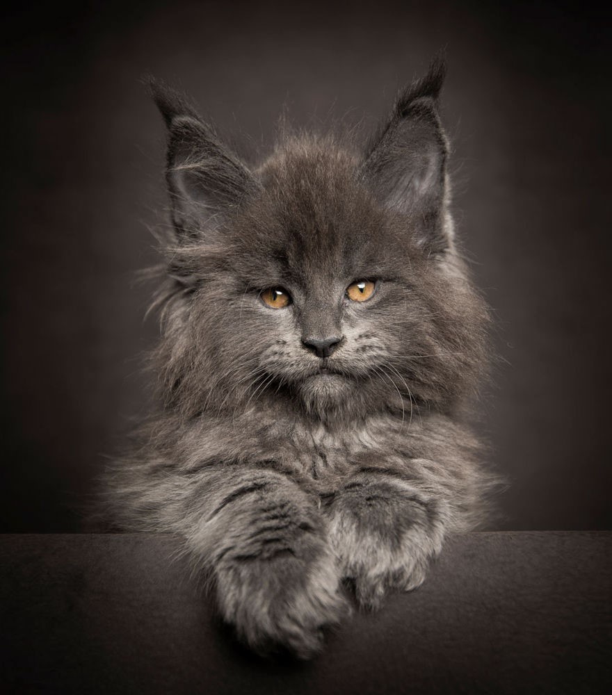 NewPix.ru - Американская енотовая кошка Maine Coon