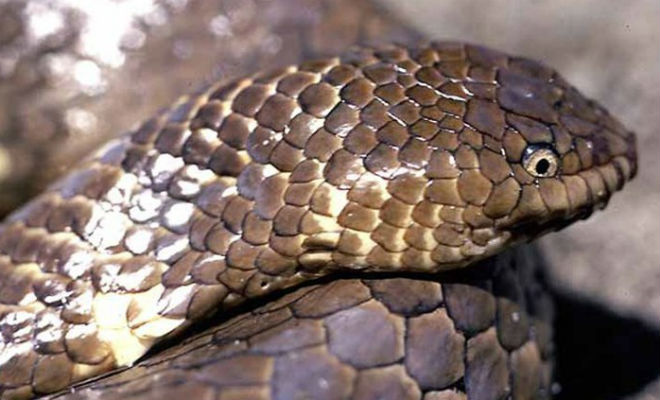 Самые редкие змеи в мире