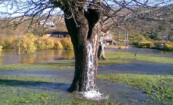 Из дерева в Черногории начала литься вода. Фонтан бьет уже год и вода не заканчивается: видео дерева, время, дерево, всего, сильных, подземные, Предположительно, фонтаном, дождей, Маленький, источники, поток, обычные, вода В, поднимается, которым, пустоты, после, прибывает, просто