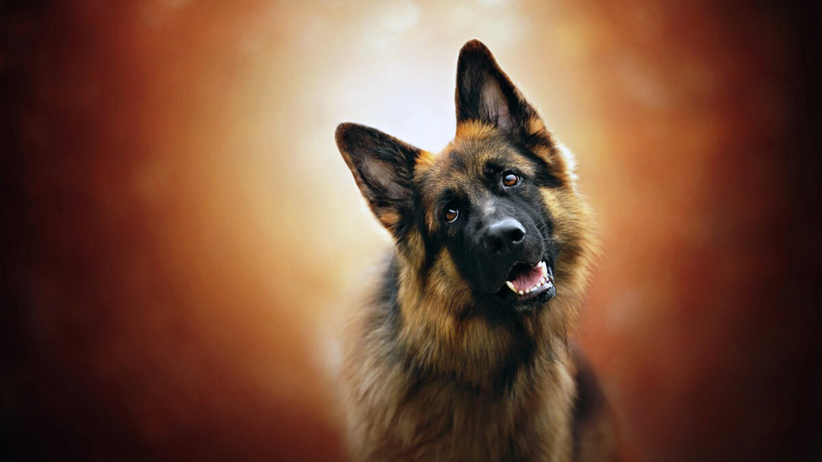 Лихо и Беда