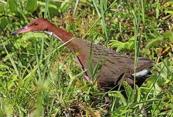 Вымерший 136 тыс. лет назад вид птиц снова возродился на Сейшелах Птицы, Вымерший вид