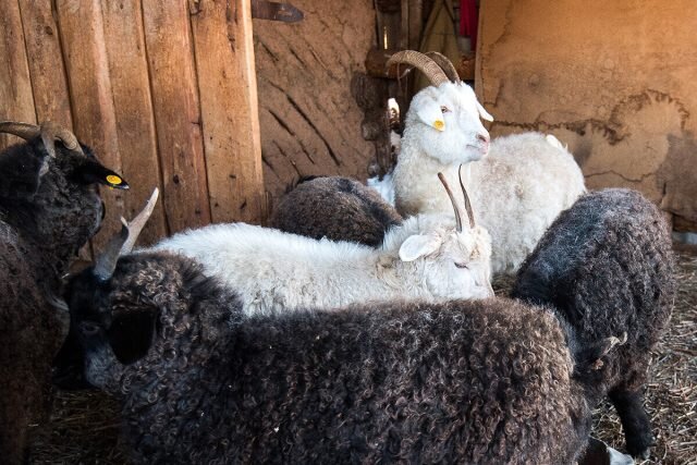 Оренбургские козы — главный источник качественного пуха для одноименных пуховых платков. © Узнай Россию ????
