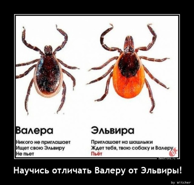 Демотиваторы для настроения: «Все красивые девули покупают креветули!» 