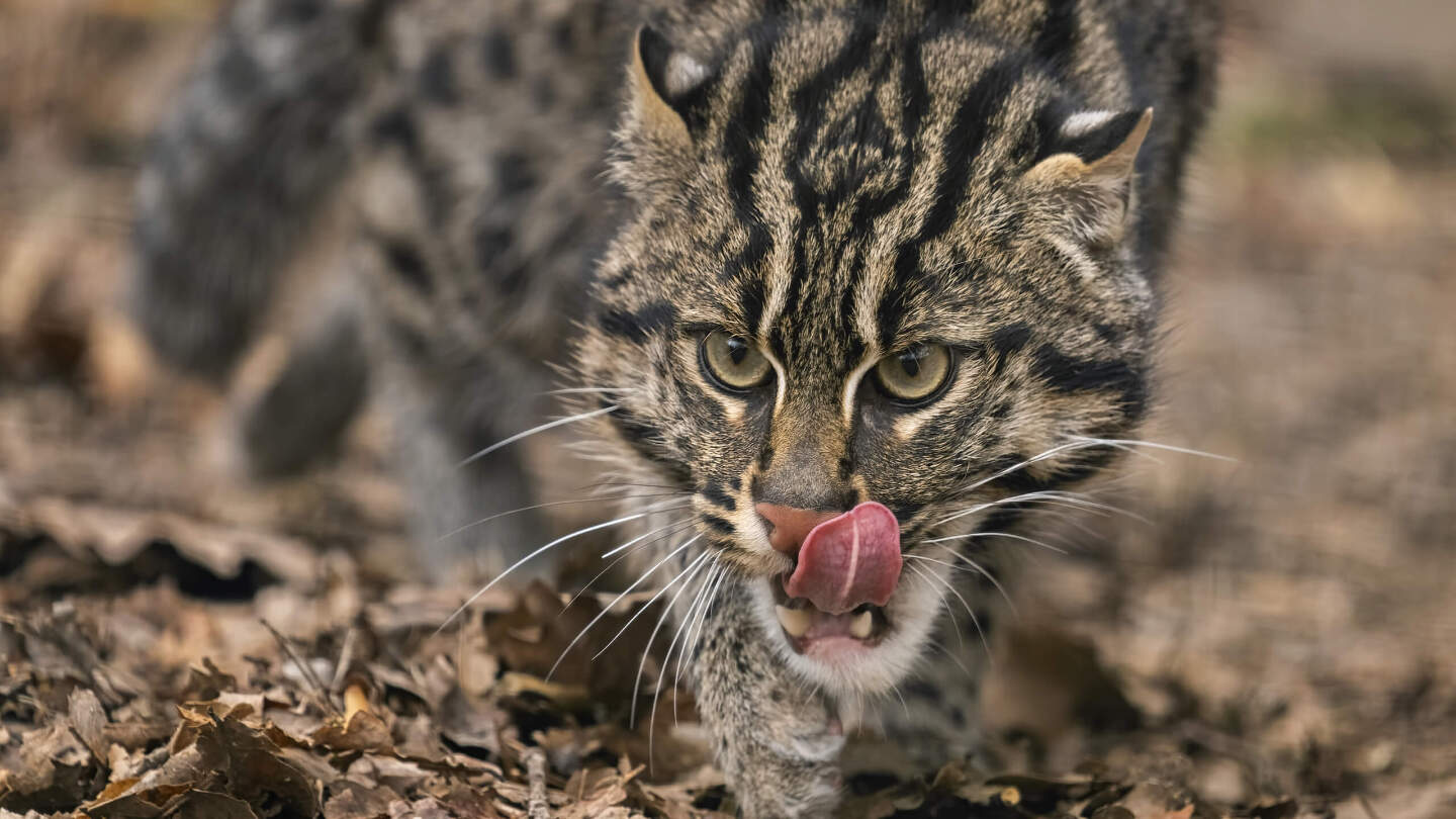 Кошка-рыболов