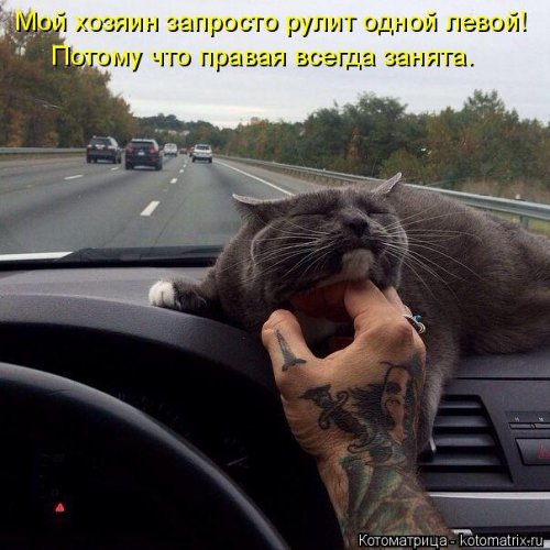 Свежая котоматрица для всех (31 шт)