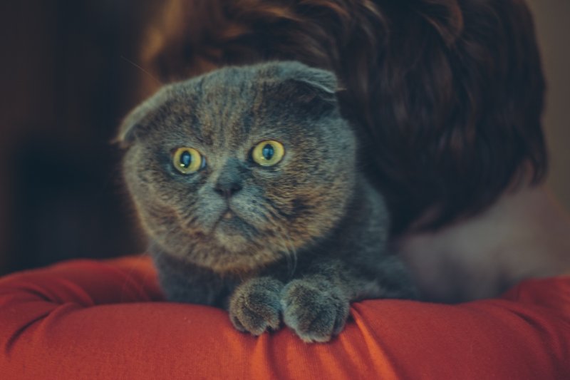 Истощенная вислоухая кошка голодными глазами смотрела на прохожих Истощенная вислоухая кошка голодными глазами смотрела на прохожих британская, вислоухая, кот, кошка, породистая кошка, шотландская