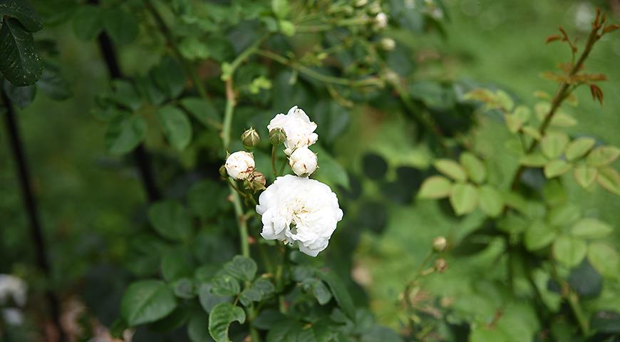 Белые розы: 10 самых красивых и устойчивых сортов белоснежных роз для посадки в цветник дача,сад и огород,цветоводство