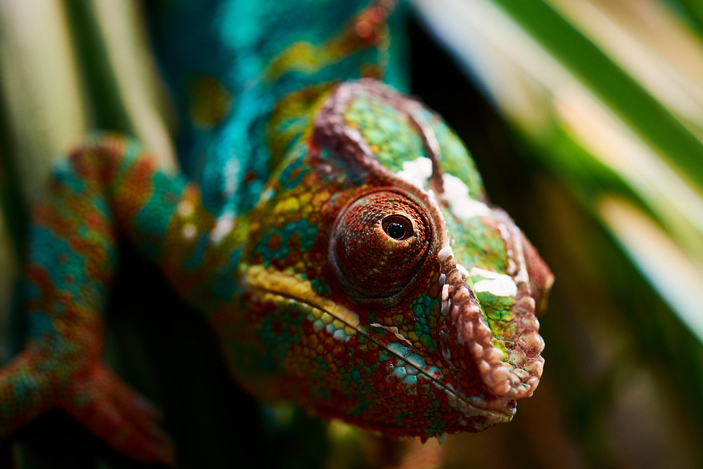 Рис. 1. Хамелеоны обладают очень подвижными глазами и могут двигать ими независимо