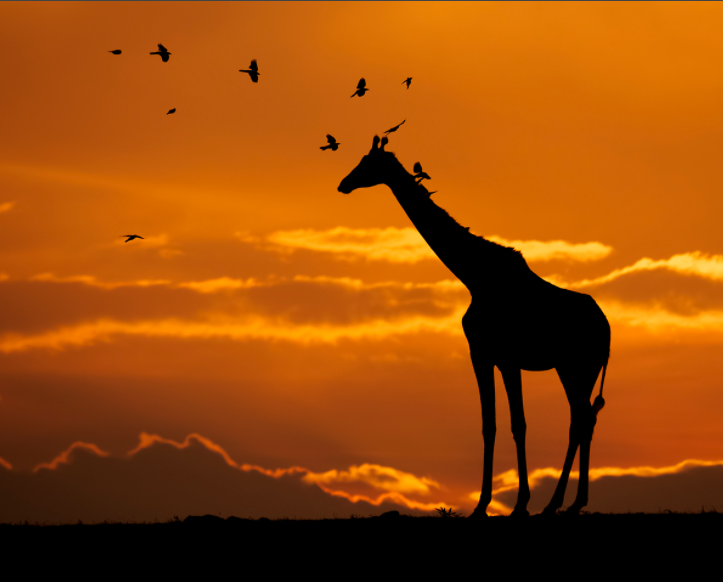 Bence caught this moment in the very last moments of the sunlight on his final day in Kenya. When he saw that the giraffes were walking towards an open hilltop around the sunset, he started following them from a decent distance. Then one of them stopped for a brief moment, so he climbed onto the roof of his vehicle to get the best perspective to catch the yellow clouds in the background. .