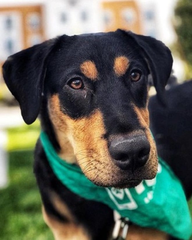 Собака с платком