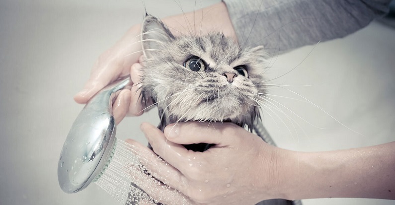 Жизненной мудрости я учусь у кота! Жизненной мудрости я учусь у кота! Барсик, произошли, дверь, ладно, чтобы, знаешь, обманул, Васька, подумал, перед, порвут, ТЫГЫДЫМ, Кошечка, когтями, никогда, Теперь, мышей, хочет, спрыгивает, стоит