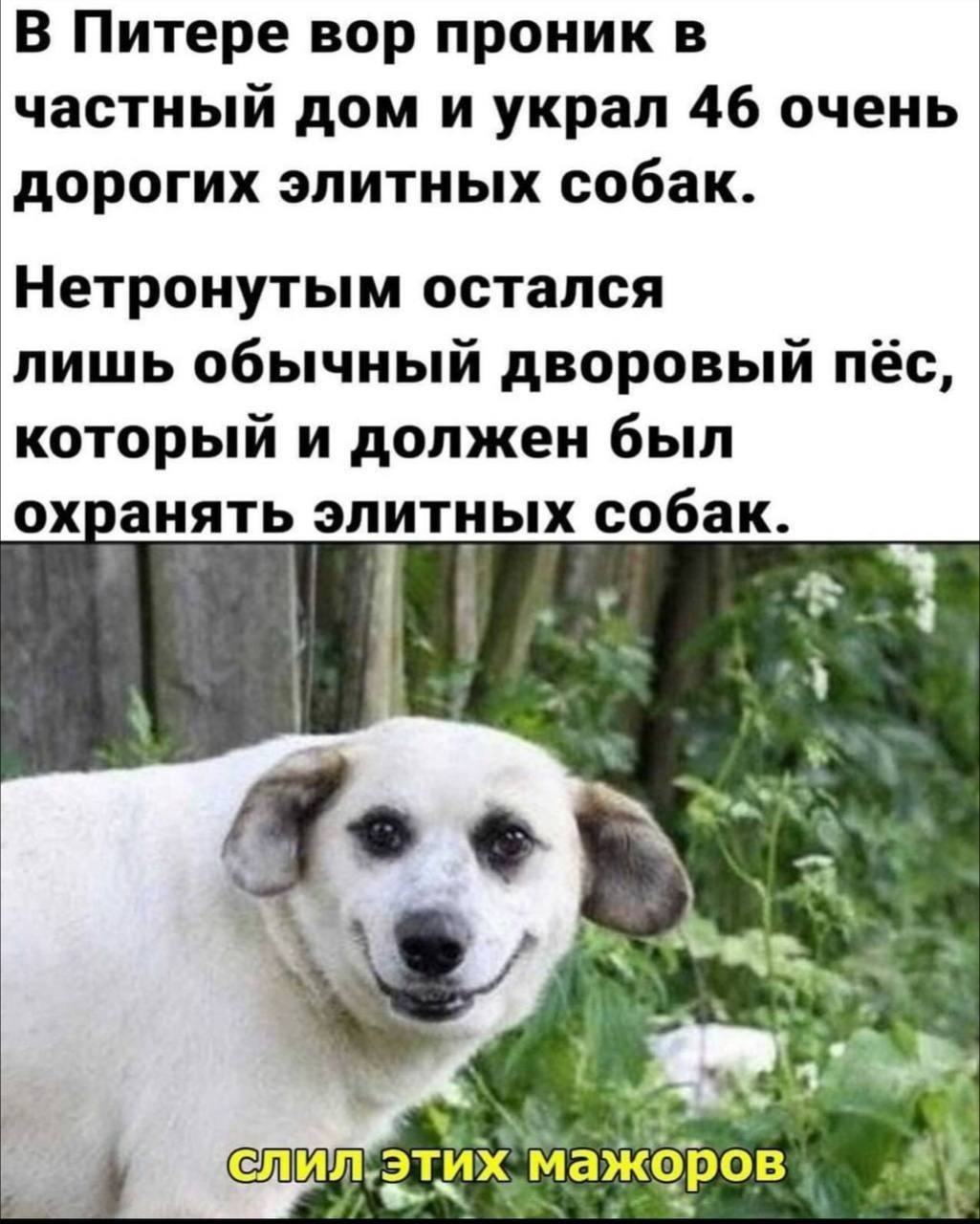 Ойц, Дора, шо ты бегаешь, как ошпаренная кошка, сядь.. хочешь, Зачем, Какие, кошка, ошпаренная, бюджет, какие, шотландский, Гриша, обещал, точно, лучше, Шотландии, Обижаешь, Цимес, говорила, Закусывать, Конечно, нужен, Шотландский