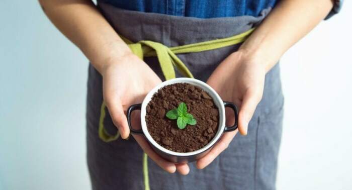 Как использовать кофейную гущу в садовничестве без вреда для растений и почвы может, также, почвы, растений, кофейной, использовать, качестве, кофейную, почву, Кофейная, почве, количество, которые, поскольку, кофейная, поможет, можно, вокруг, могут, червей