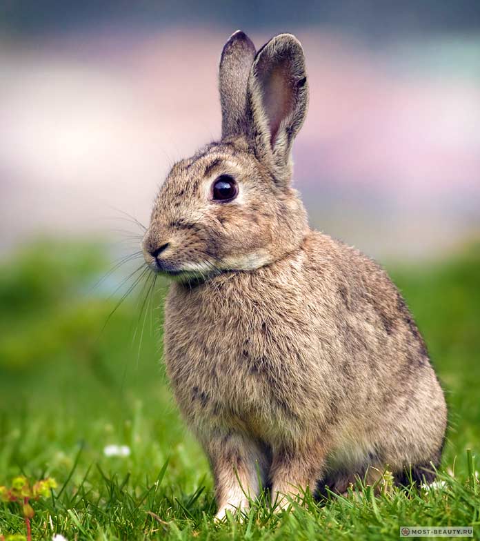 Заяц-толай - один из самых красивых видов зайцев. СС0