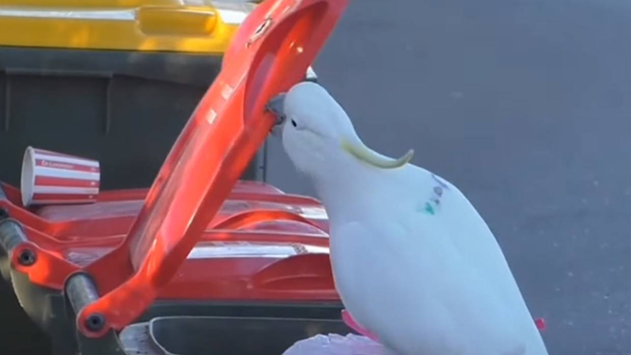 Какаду Гоффина способны использовать предметы в качестве инструментов