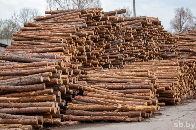Законность приобретения древесины по льготным ценам - в поле зрения КГК.