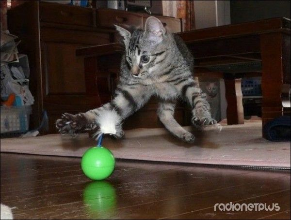 Эти смешные животные Эти смешные животные