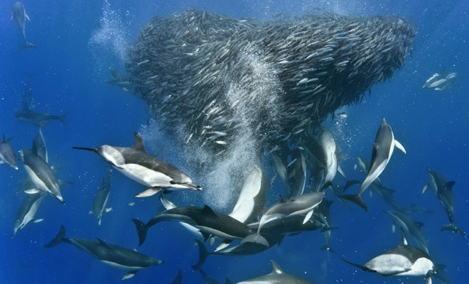 Почему акулы боятся дельфинов: сила бесполезна против стаи акулы, дельфины, размеры, обычно, которым, океане, Несмотря, ретироватьсяПравда, охотятся, иногда, быстро, акулу, заставляют, месте, маневрах, быстрые, более, стычки, одном, тактичностьhttpwwwyoutubecomwatchvEIf2fUHGeOMПохожая