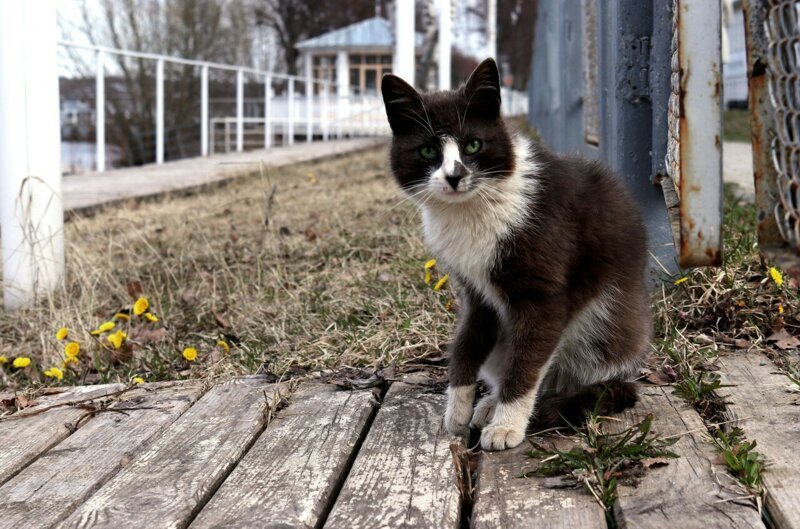 Так милы сердцу дворовые коты братья наши меньшие, город, кот, кошка, уличные животные, уличные кошки, эстетика