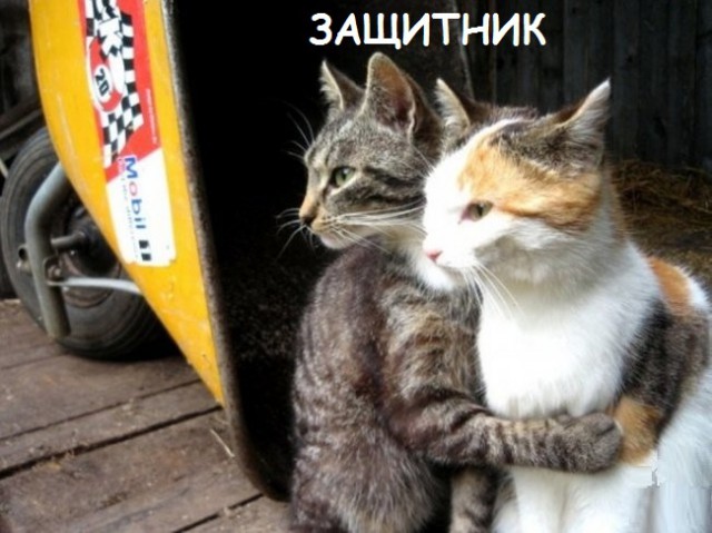 Такие разные и забавные котики Такие разные и забавные котики