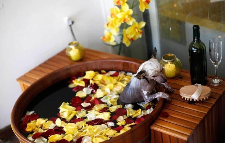 Китайская хохлатая собака принимает ванну в салоне для животных в Сан-Паулу Забавные фото, животные, мимишность