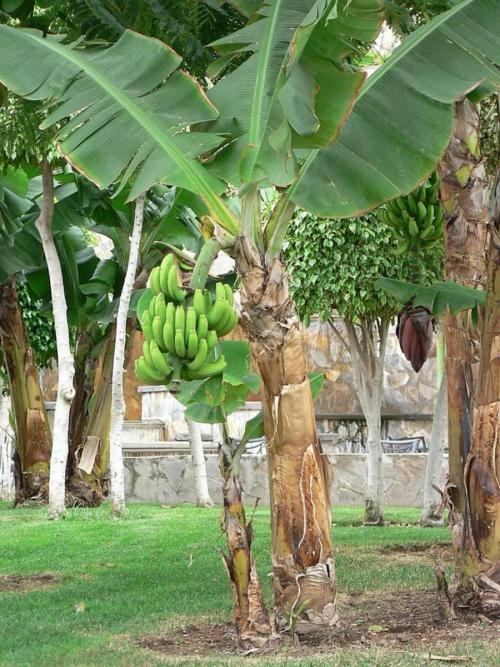 Бананы растут. Выращивание бананов — инструкция по посадке и выращиванию в домашних условиях (110 фото)