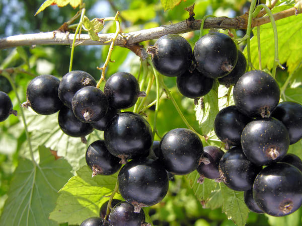 Черная смородина - один из самых популярных ягодников