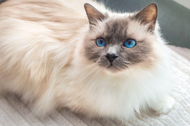 Топ-10 пород кошек с голубыми глазами кошки, глазами, очень, кошка, кошек, породы, с голубыми, могут, шерстью, достаточно, путем, выведена, животных, колорпойнт, пород, ласковы, внимания, голубые, всего, и сиамские