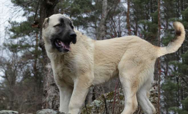 5 собак специально созданных для противоборства в волками