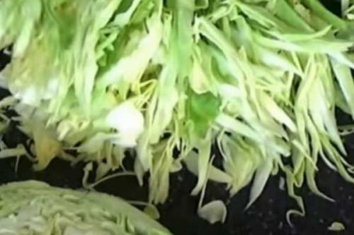 Салаты с молодой капустой. Как приготовить салат из молодой капусты: 20 вкусных рецептов