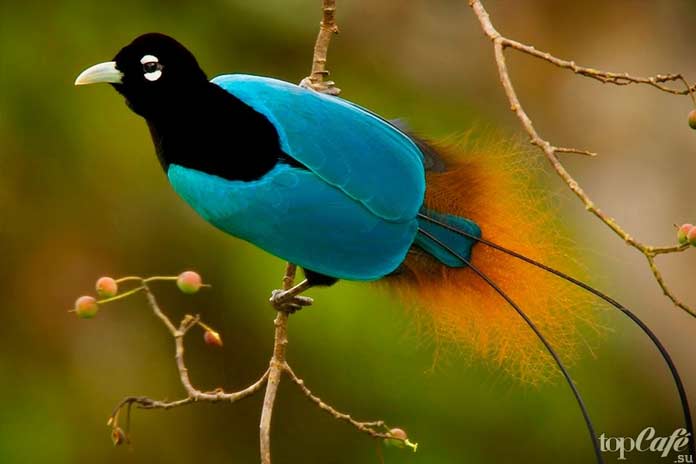ТОП-10 птиц с самыми красивыми хвостами