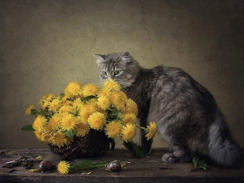 Сидела кошечка в окошке, встречала теплую весну. Натюрморты Ирины Приходько Фотография