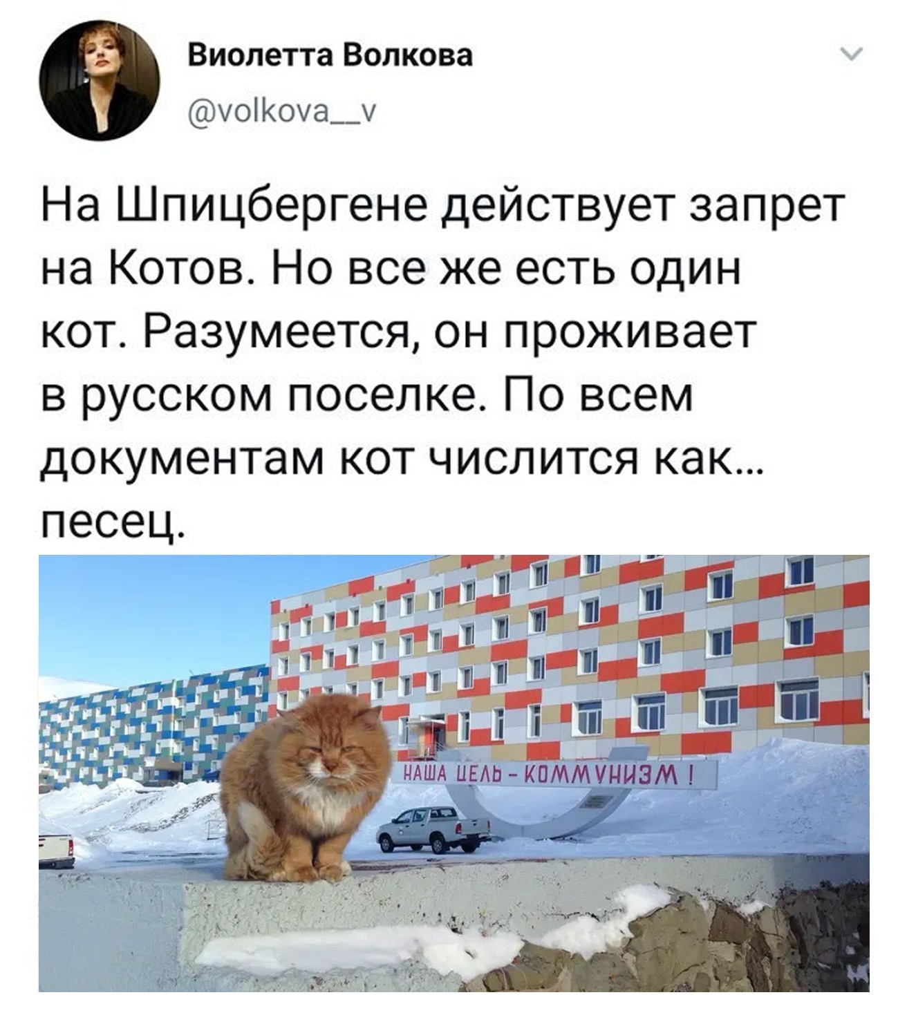 Баренцбург кот кеша. Единственный кот на шпицбергене кеша. Кот живший на шпицбергене. Кот на шпицбергене по документам. Кеша на шпицбергене.