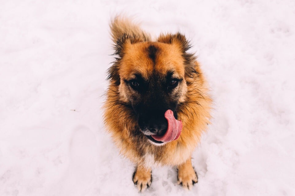 пёс на прогулке