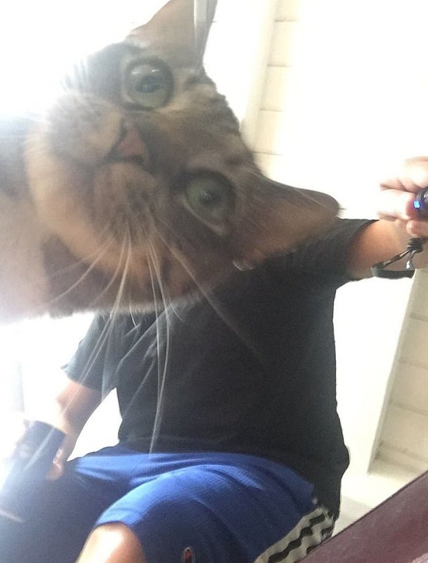 Хозяин, кошачья голова пойдет тебе больше! животные, коты, кошки, неожиданно, селфи, смешно, фото, фотобомбинг