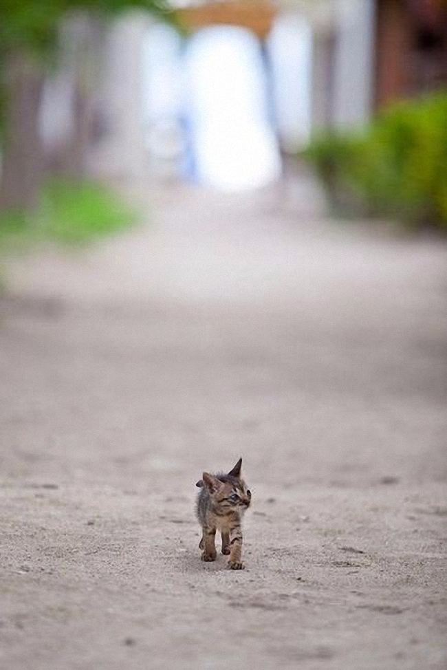 Кис-кис? Кто сказал кис-кис?… Забавные животные этой недели) Кис-кис? Кто сказал кис-кис?… Забавные животные этой недели) картинки,юмор