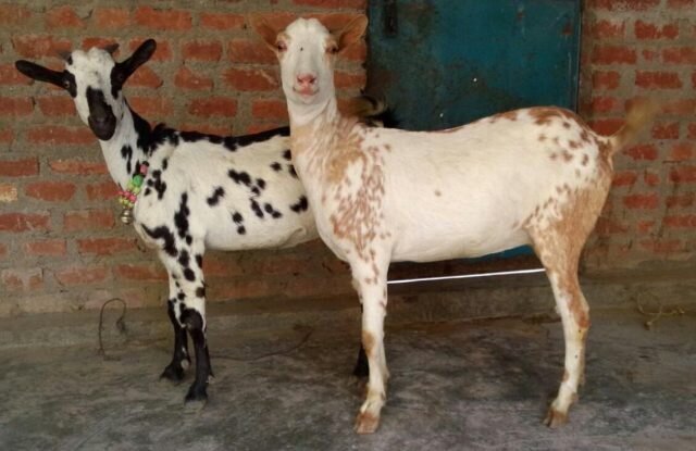 Барбари — мясо-молочная порода с необычной пятнистой окраской родом из Сомали. © fermerss 
