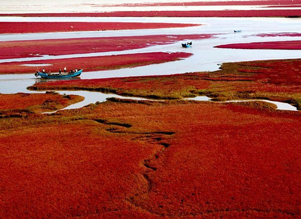 Красный пляж Панцзинь — уникальная достопримечательность Китая Красный, СевероВосточный, туристами, дорожки, пешеходные, построены, просторов, «кровавых», среди, панорамы, сказочной, обозрения, посещения, Великолепие, открыта, часть, небольшая, только, заповедник, тысяч