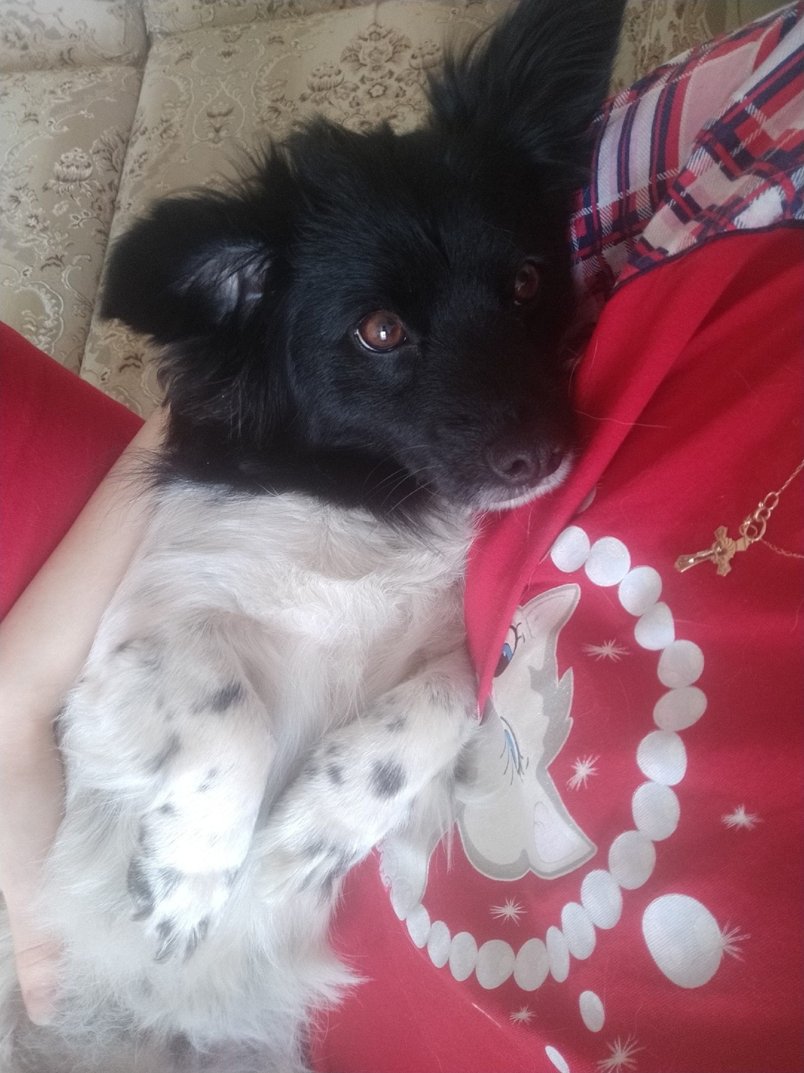 собака на руках