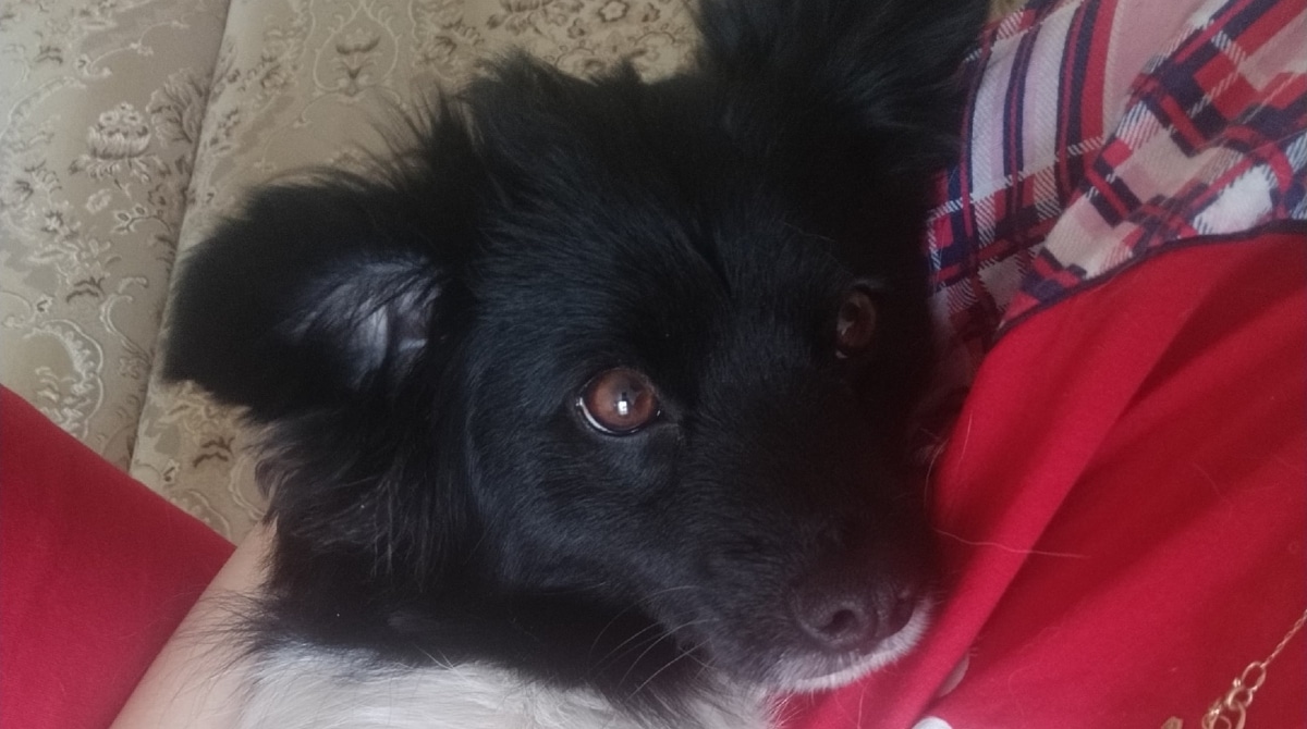 собака в доме