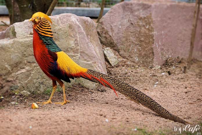 Golden Pheasant / Золотой фазан. CC0