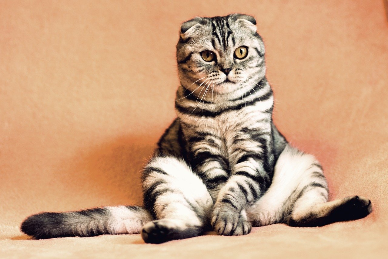 кошка на фото