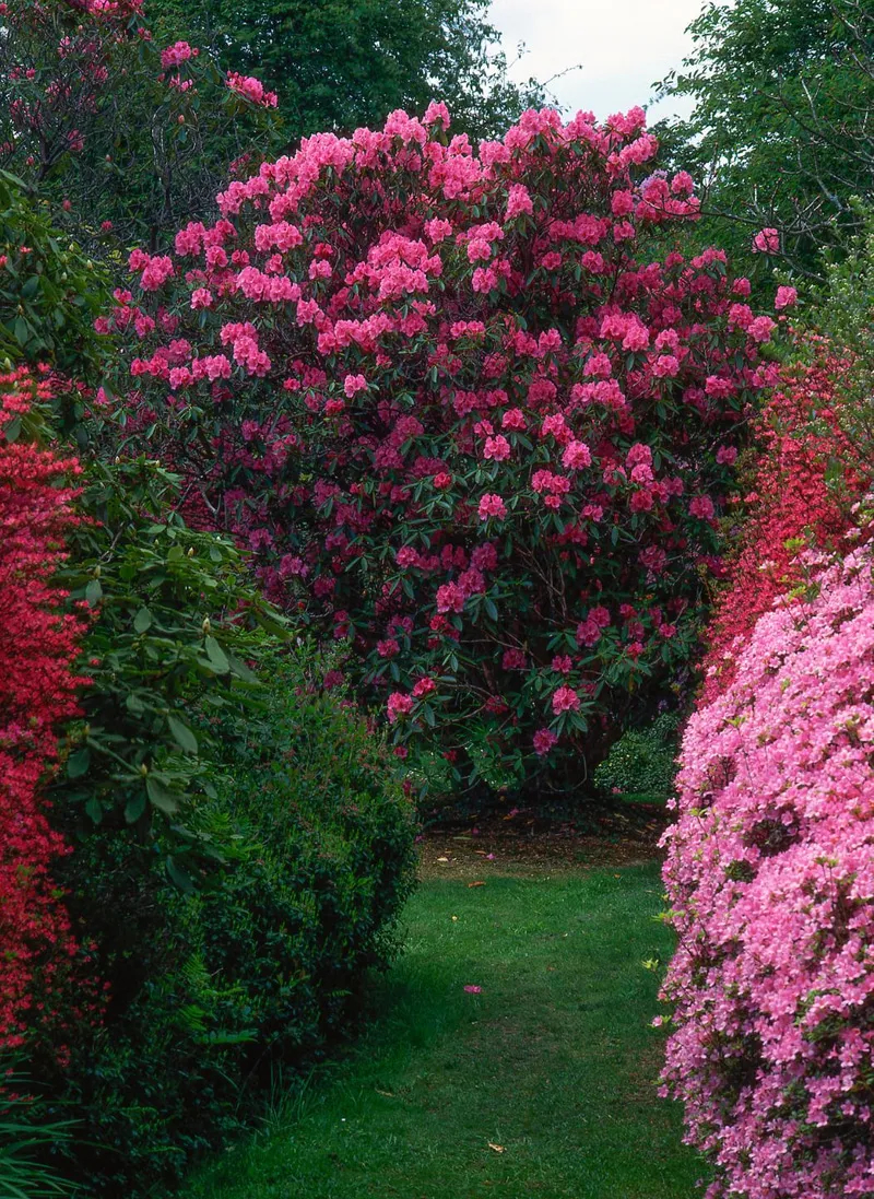 Рододендрон: один из самых красивых зимнецветущих декоративных растений дача,сад и огород,садоводство,цветоводство
