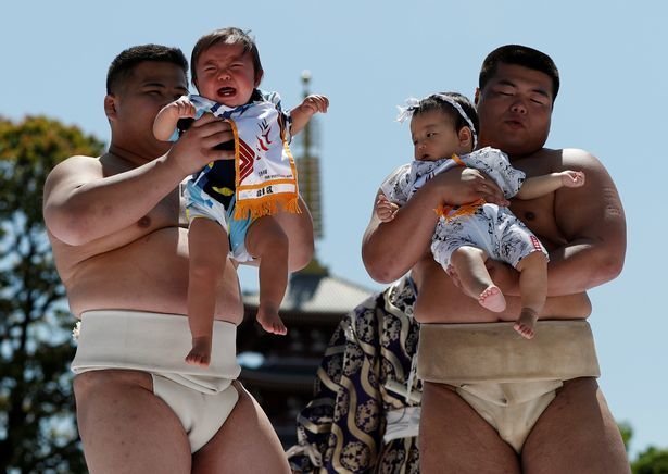 В Японии борцы сумо вынуждают рыдать младенцев ynews, видео, младенцы, сумо, традиции, япония